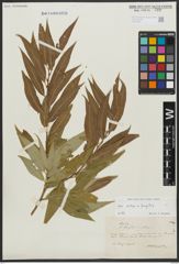 Foto von Salix alba L. x Salix fragilis L.